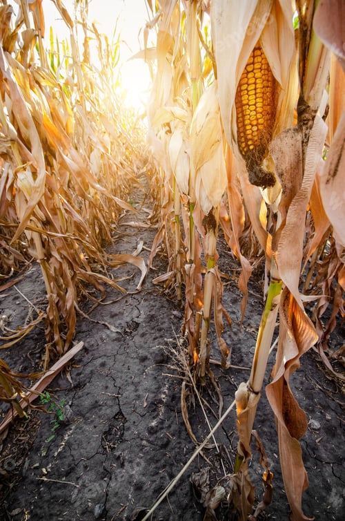 Preview: Maize corn field summer time under daylight closeup view at dry stalk