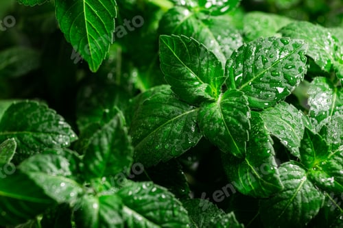 Preview: Rama Tulsi, the Indian Holy Basil, selective focus. Ocimum sanctum plant, ayurvedic herb