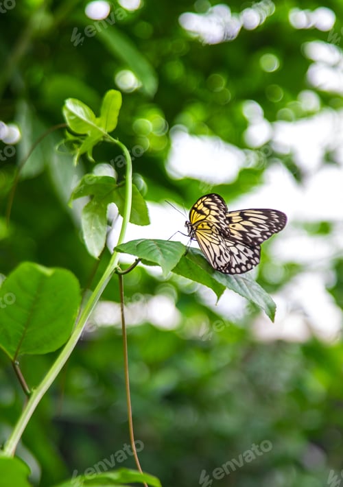 Preview: Beautiful butterfly in the garden. Selective focus.