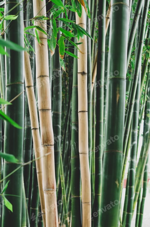Preview: Green bamboo stalks growing close together in the jungle
