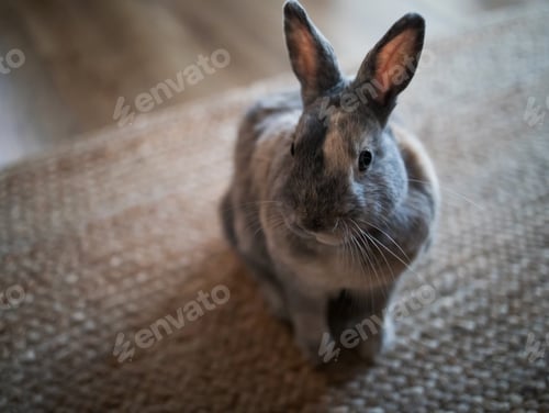 Preview: A small decorative rabbit lying on a floor at home.