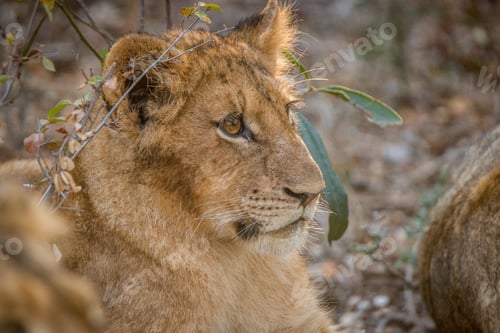Preview: Side profile of a starring cub.