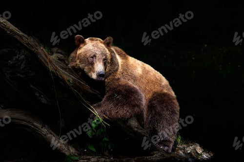 Preview: Beautiful shot of a brown bear on a branch isolated on a black background