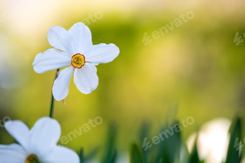 Preview: White tender narcissus flowers blooming in spring garden