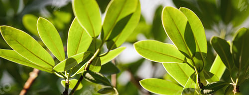 Preview: Green Rhododendron tree leaves in the sun, fresh foliage, spring nature background