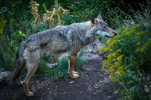 Preview: Canis lupus italicus (subspecies of the gray wolf, Canis lupus).