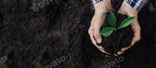 Preview: A man is planting tree saplings into the soil in a tropical forest.