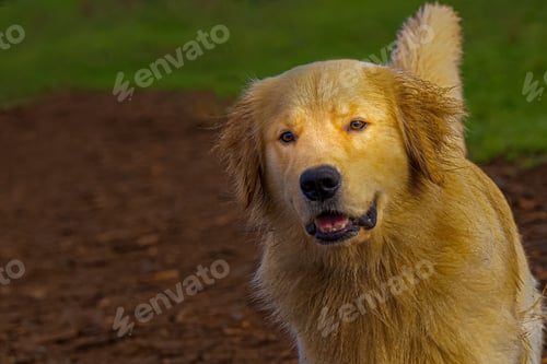 Preview: A GOLDEN RETRIEVER WITH BEAUTIFUL CLEAR EYES STARING INTO THE CAMERA
