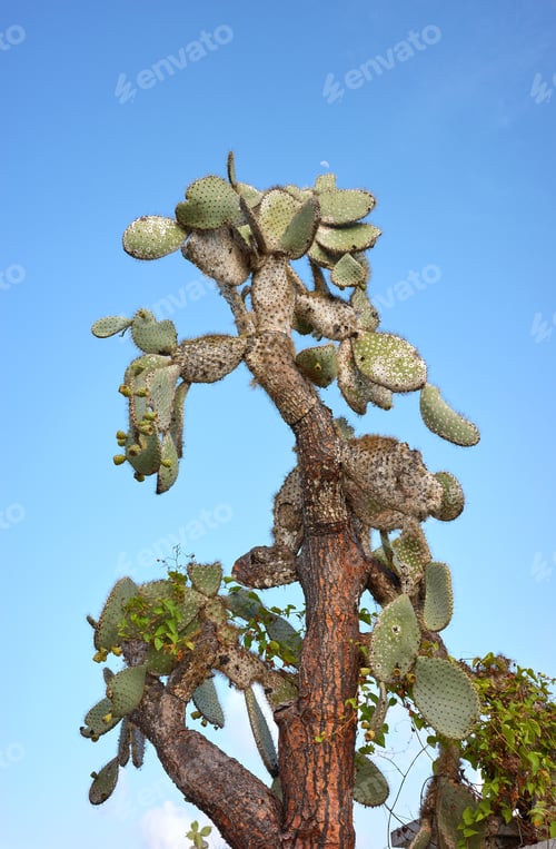 Preview: Giant opuntia (Opuntia galapageia) on Santa Cruz Island, Galapagos National Park, Ecuador.