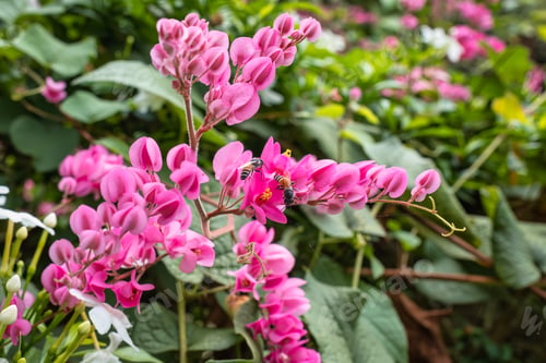 Vorschau: Bee pollinating on pink flower in garden