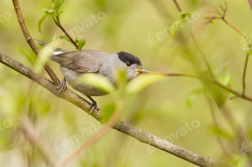 Preview: Blackcap, Sylvia atricapilla. Morning in the forest, a male bird sits on a tree branch and sings