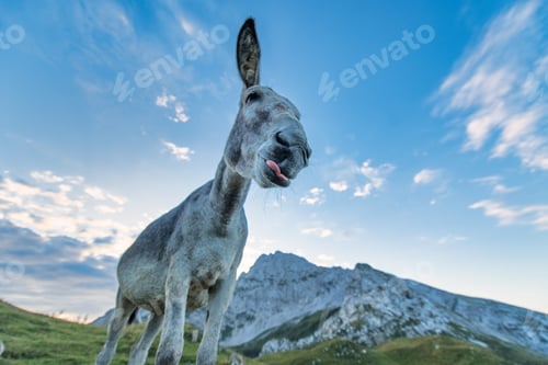 Preview: A nice donkey