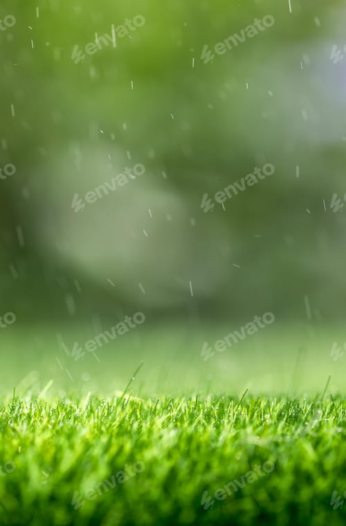 Green Grass in the Rain, Nature Photography