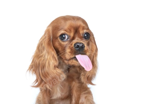 Cute Dog Sticking Its Tongue Out on White