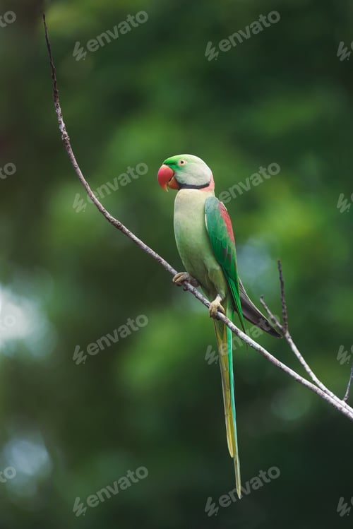 Preview: Beauty in Nature: an Alexandrine Parrot on a Tree Branch