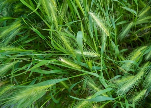 Preview: Blooming green grass