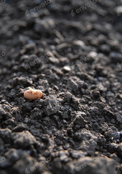 Preview: soy in soil
