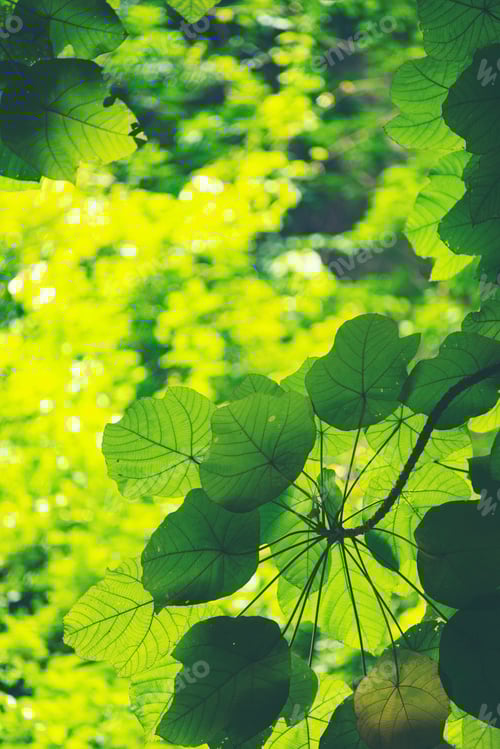 Preview: Green leaf, Rim Light