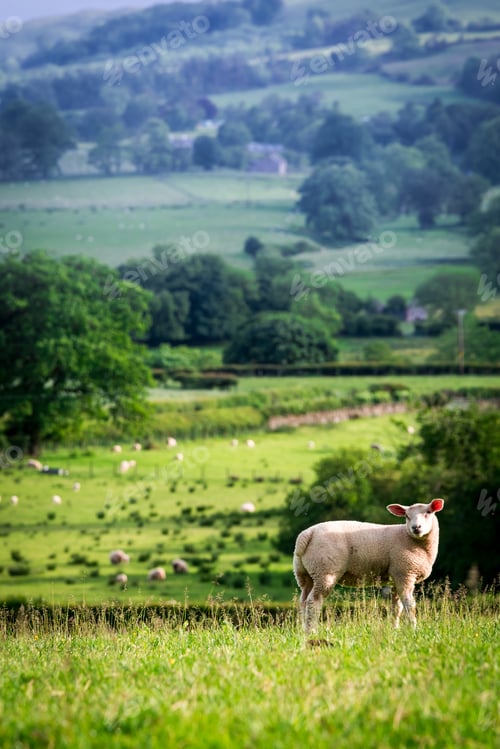Preview: Small sheep on the top of green hill in District Lake, England