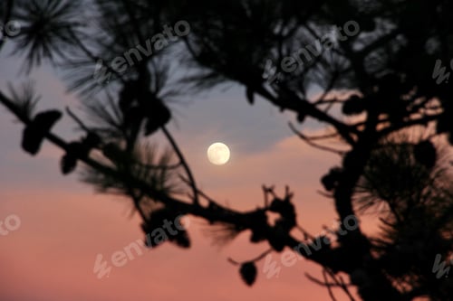 Preview: Enchanting beautiful moon & pink sky framed by the pine tree silhouettes during the gorgeous sunset
