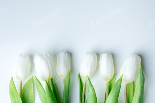 Preview: White tulip flowers in a row on white paper