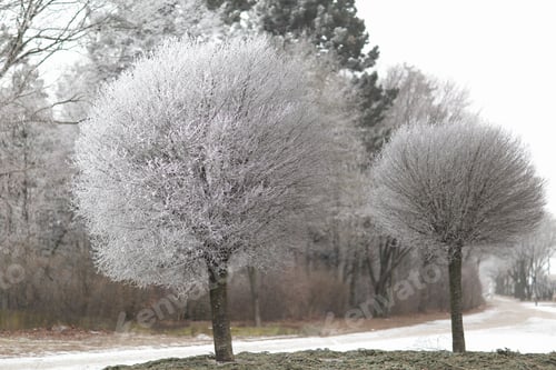 Preview: Frozen trees in winter