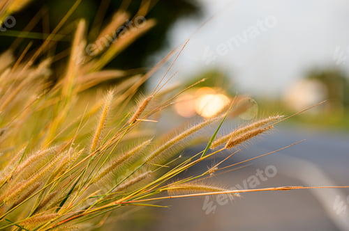 Preview: Gold beard grass on the side of the road in with the morning sun light