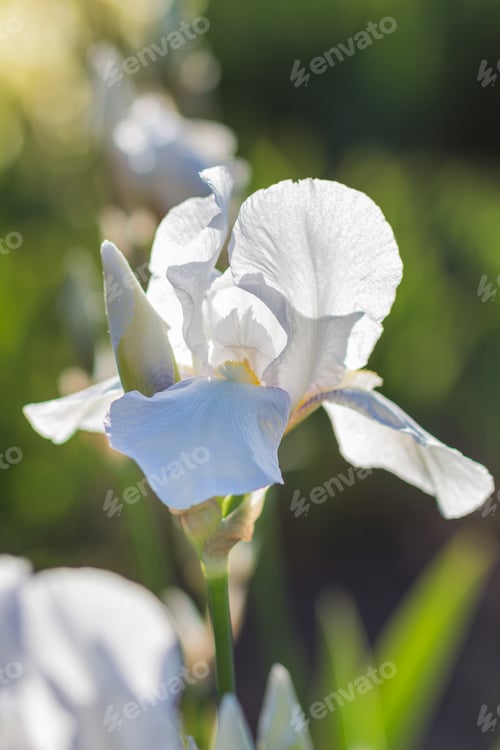 Preview: Colorful yellow and white irises