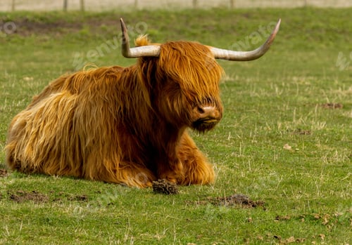 Preview: Scottish Highland cow with prominent horns lies in a grassy meadow on a sunny day