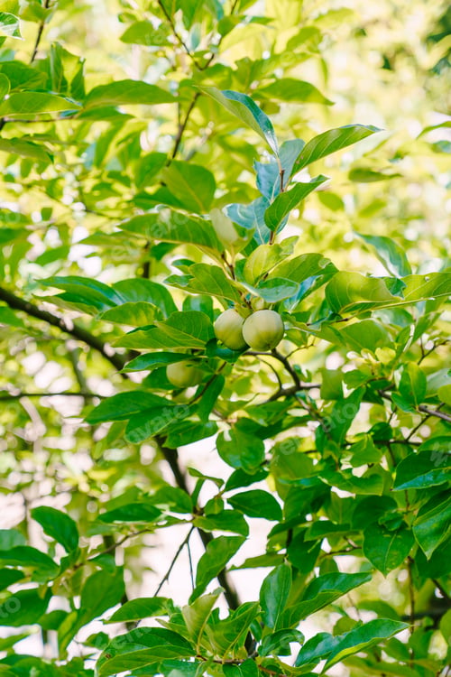 Preview: Green quince growing on tree branches in the garden