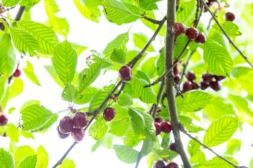 Preview: Ripe cherries on a tree branch