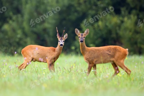 Preview: Buck deer with roe-deer in a clearing