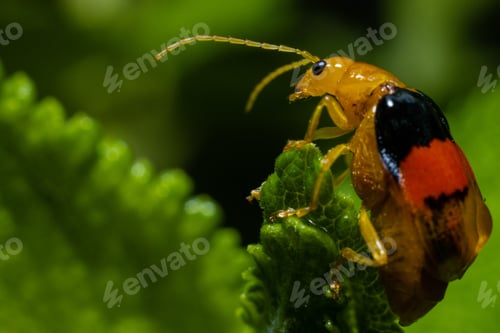Preview: Small insects macro details texture kenya east africa
