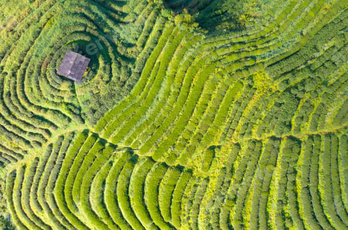 Preview: Tea or strawberry farm, agricultural plant fields. Rural area. Farm. Nature landscape background