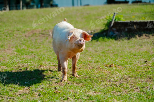 Preview: Pigs in field. Healthy pig on meadow