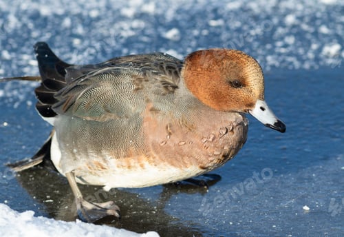 Preview: Close up of male Eurasian Wigeon (Mareca penelope) on frozen ice in winter