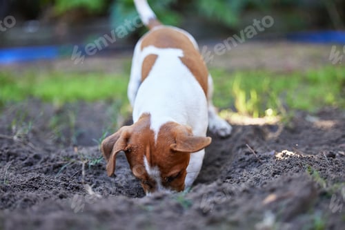 Preview: Full length shot of an adorable young Jack Russell digging a hole in the ground outside