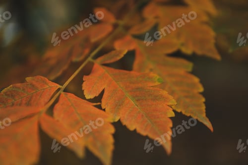 Preview: Branch of yellow autumn leaves on selective focus background