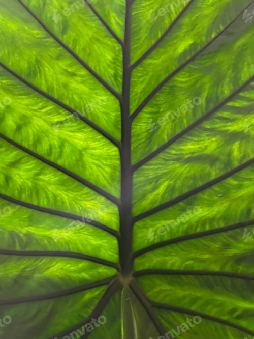 Preview: Leaves
