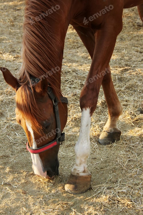 Preview: Horse