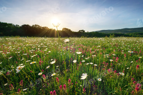 Preview: Spring camomile flowers and sunshine.