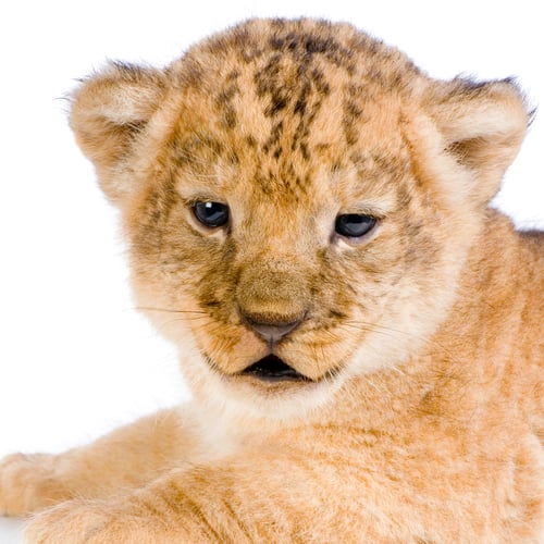 Preview: Lion Cub's c