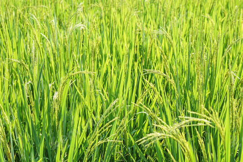 Preview: close up ear of rice in paddy field or rice field