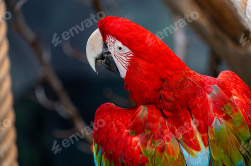 Preview: Vibrant parrot perched on a branch near a rope.