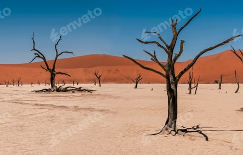 Preview: Landscape from Deadvlei, Sossusvlei desert with dead camelthorn trees against red dunes