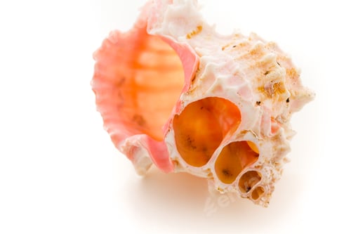 Preview: Sea shell