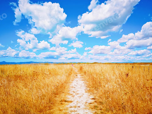 Preview: Beautiful shot of a trail surrounded by dry grass under cloudy sky in Miranda Shorebird Centre
