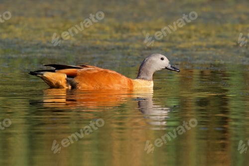 Preview: South African shelduck swimming in a pond