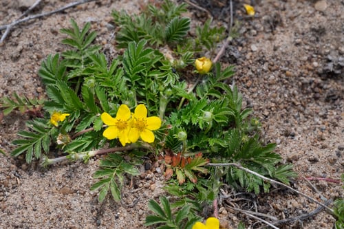Preview: Wood anemones (Anemone Nemorosa) blooming in early spring