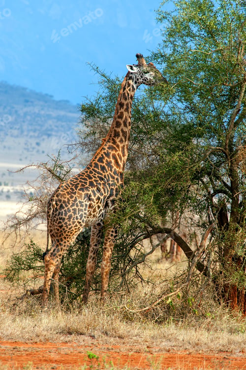 Preview: Giraffe in National park of Kenya